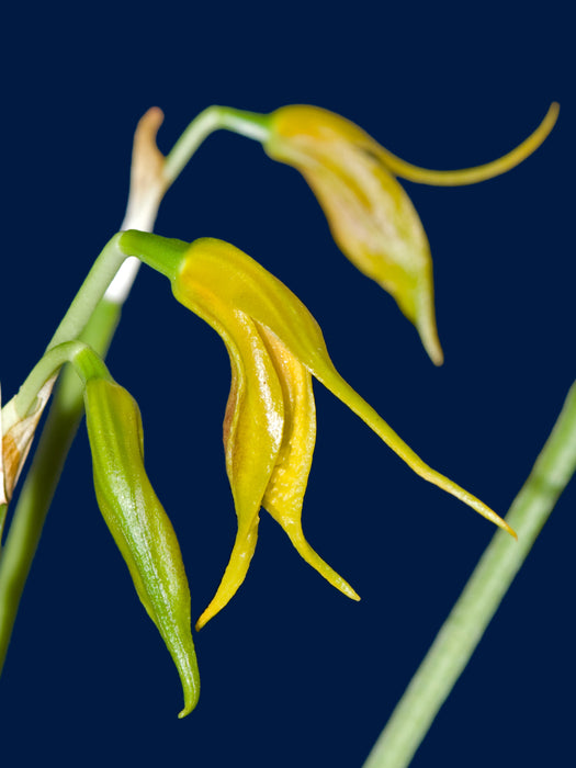 Masdevallia pastinata