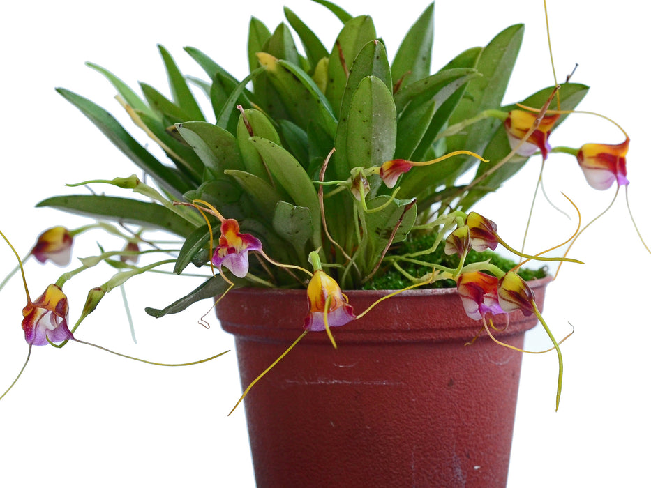 Masdevallia patriciana