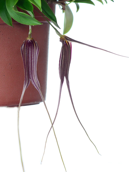 Masdevallia patula