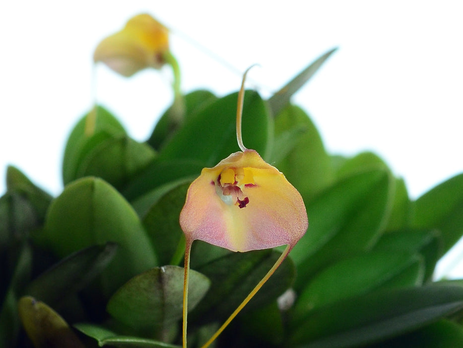 Masdevallia persicina