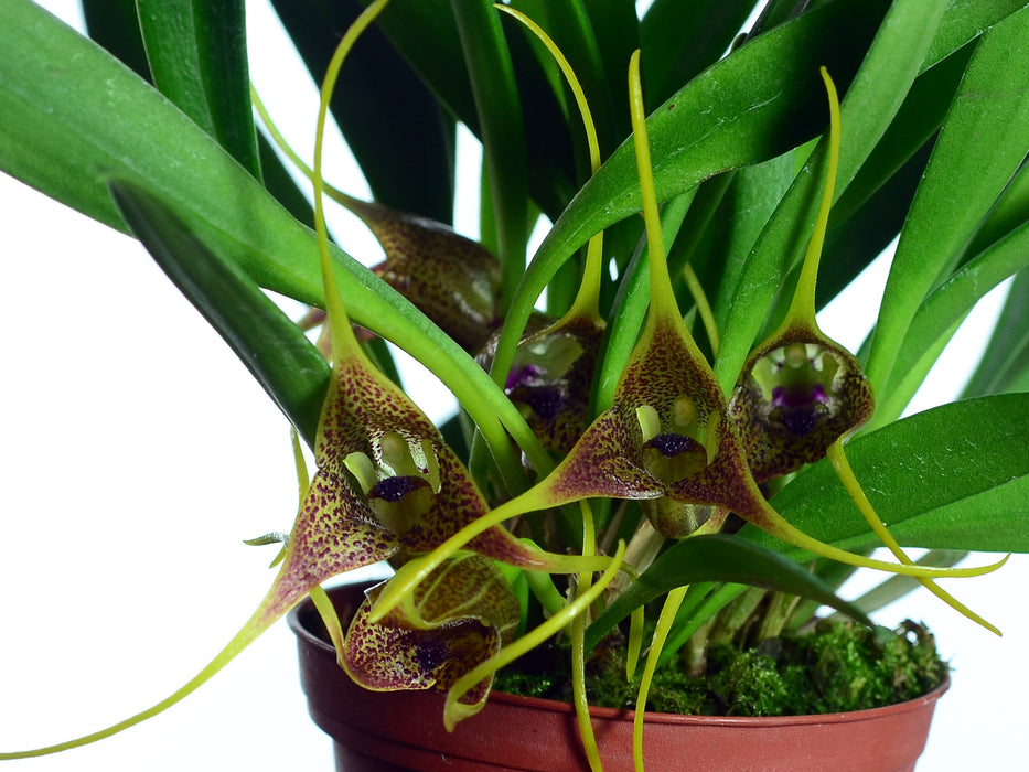 Masdevallia peristeria