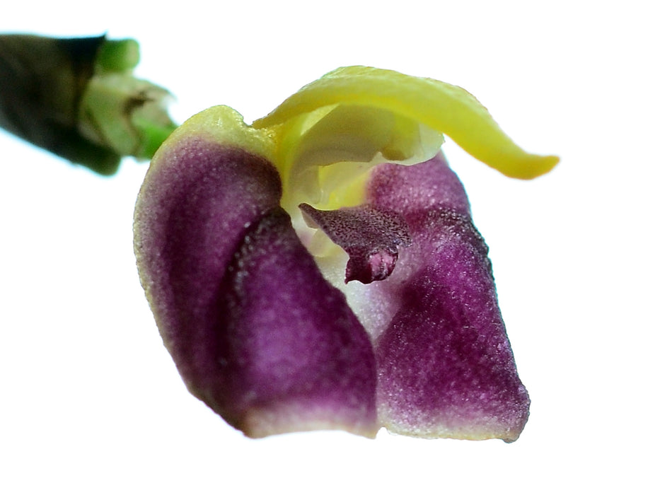 Masdevallia phoebe