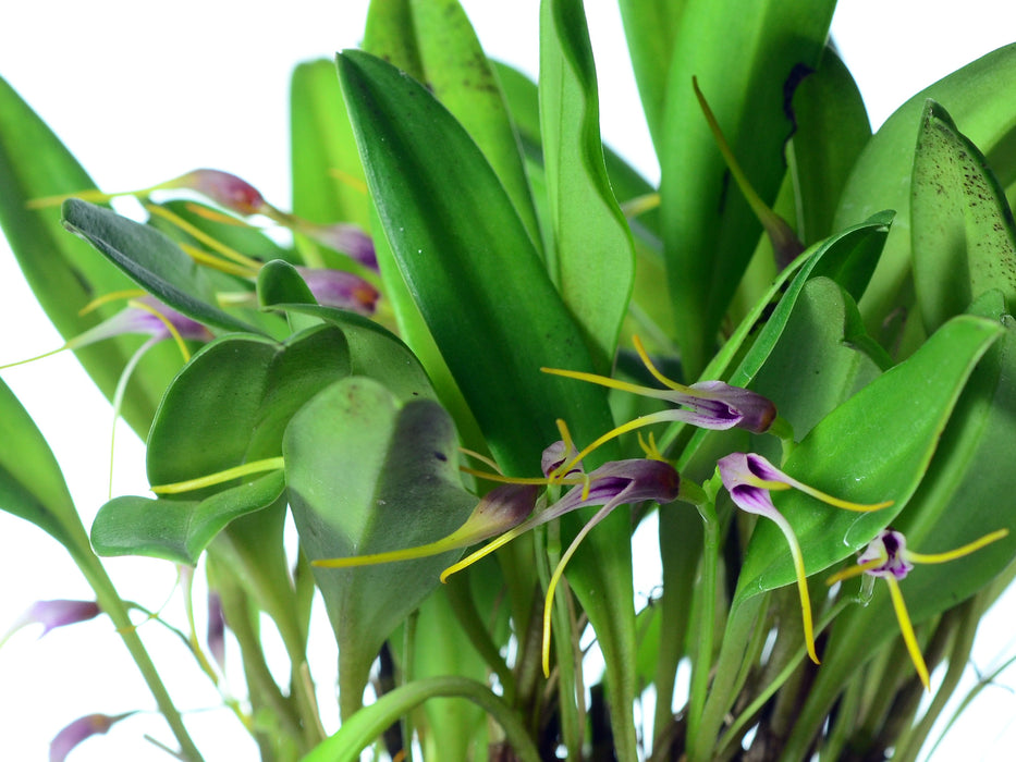 Masdevallia picta