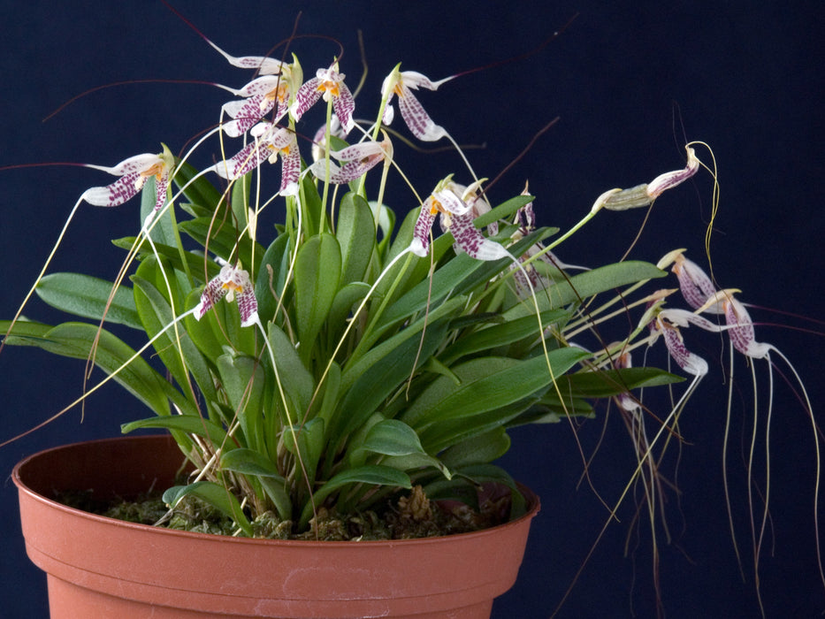 Masdevallia picturata