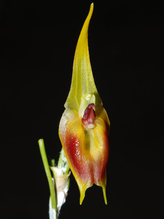 Masdevallia pinocchio