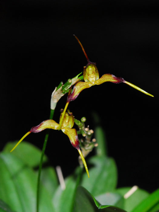 Masdevallia planadensis