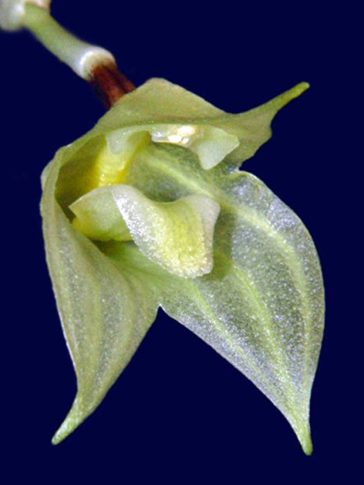 Masdevallia platyglossa