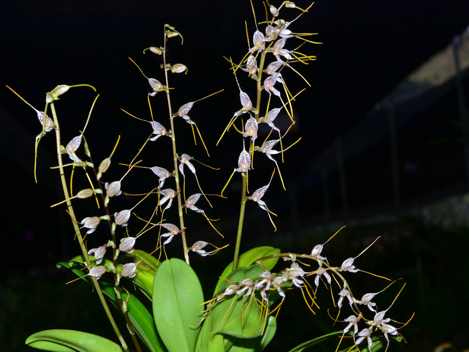 Masdevallia polysticta 2