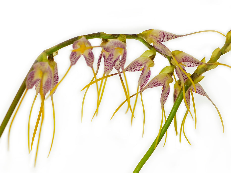 Masdevallia polysticta var spathulifolia