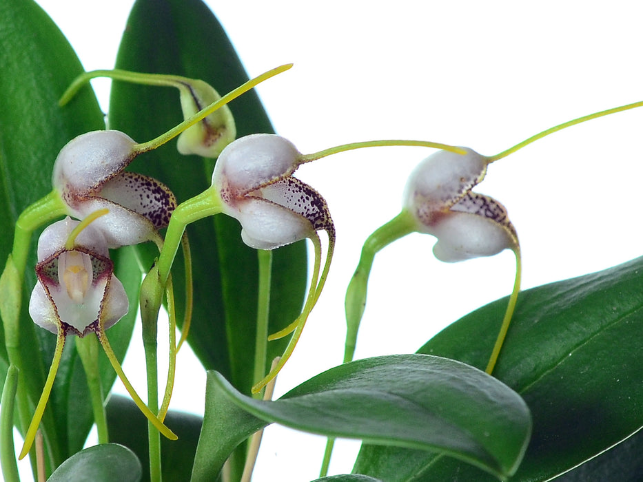 Masdevallia popowiana