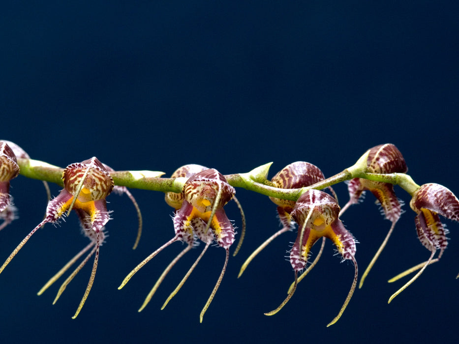 Masdevallia porphyrea