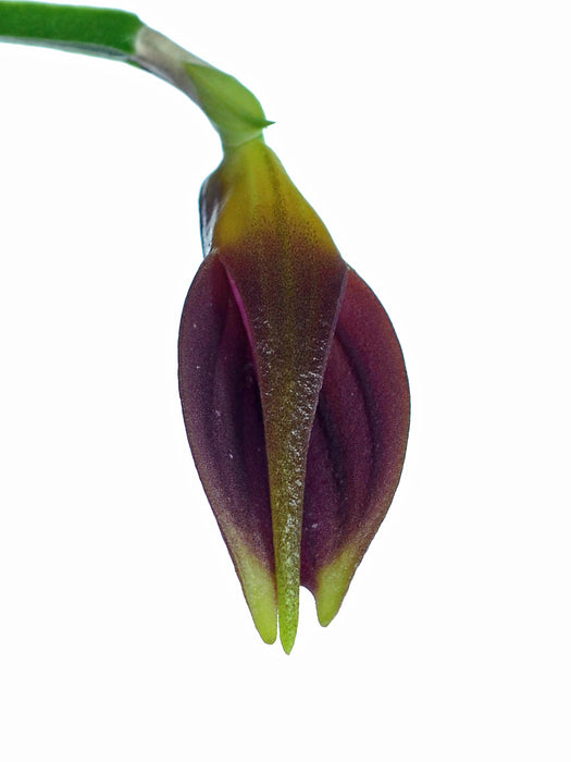 Masdevallia portillae