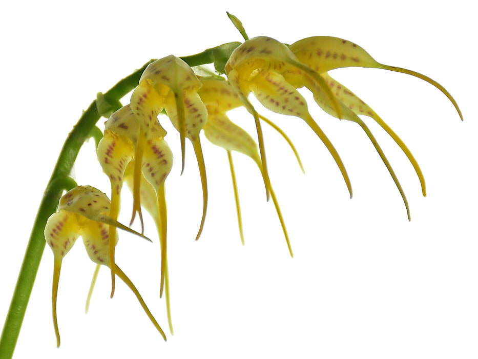 Masdevallia pozoi