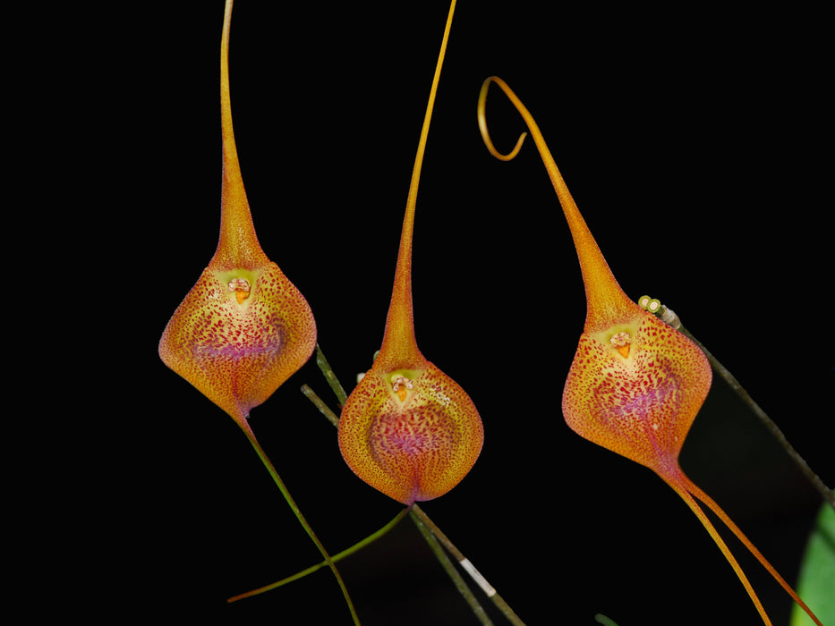 Masdevallia princeps