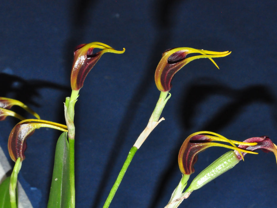 Masdevallia priscillana