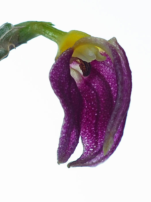 Masdevallia proboscoidea