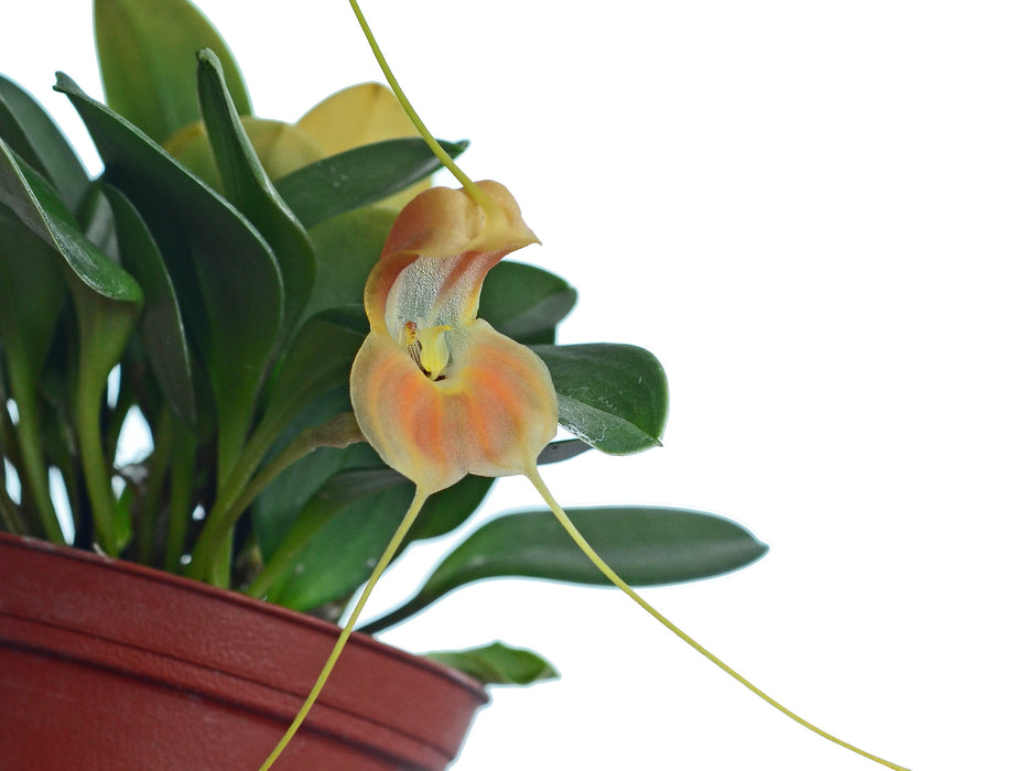 Masdevallia prodigiosa