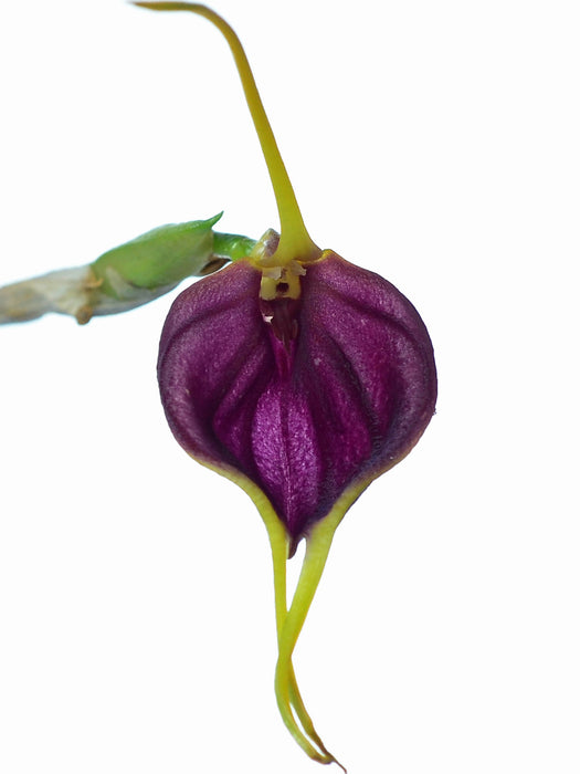 Masdevallia prosartema