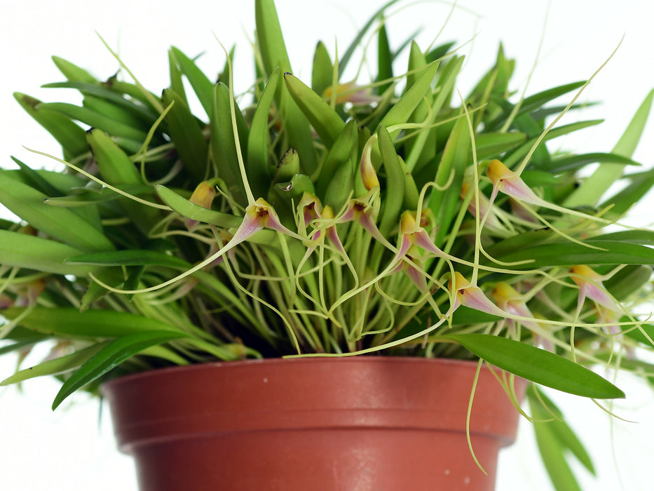 Masdevallia pumila pink