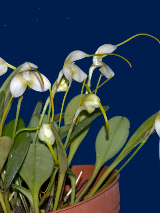 Masdevallia purpurella