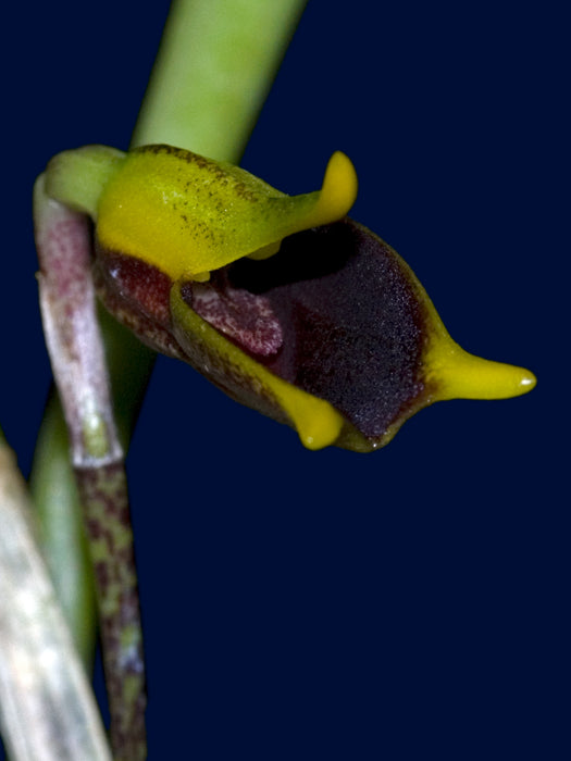 Masdevallia pyxis