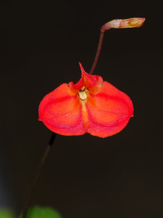 Masdevallia racemosa