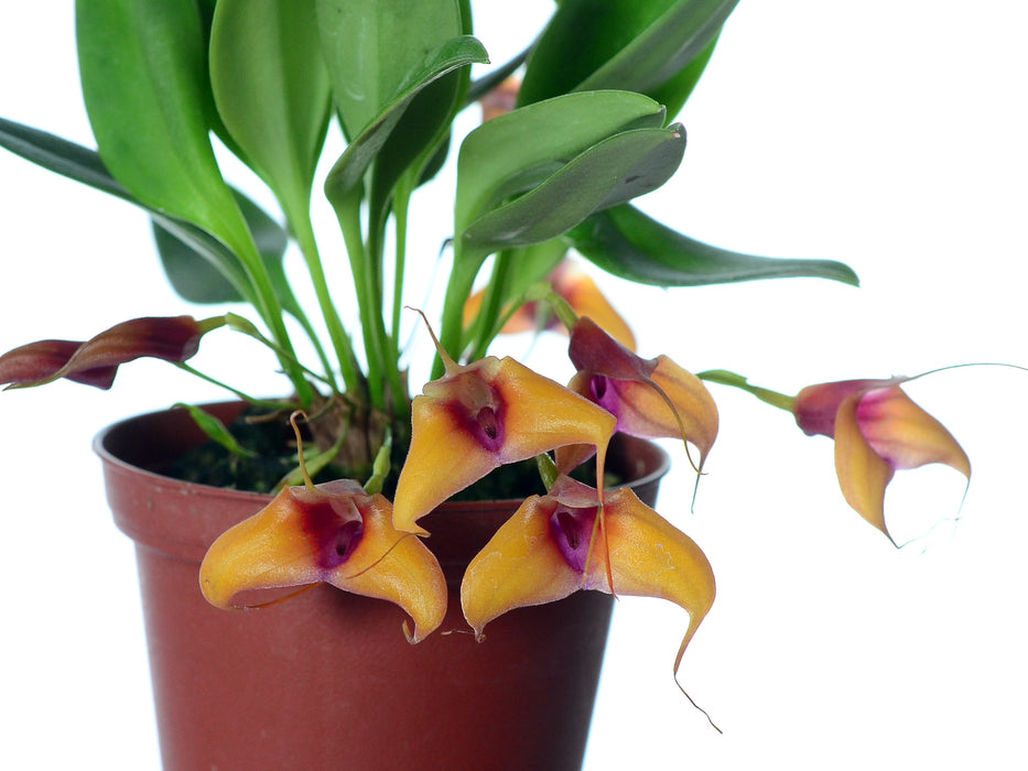 Masdevallia repanda