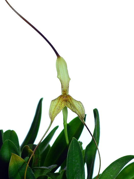 Masdevallia replicata