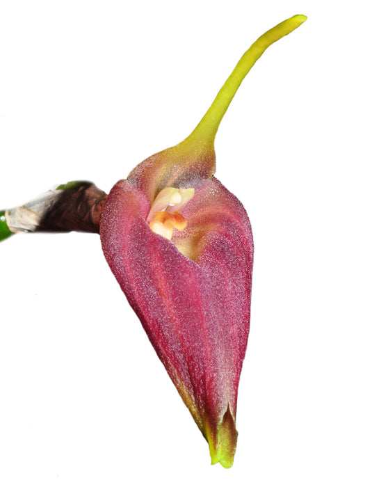 Masdevallia revoluta