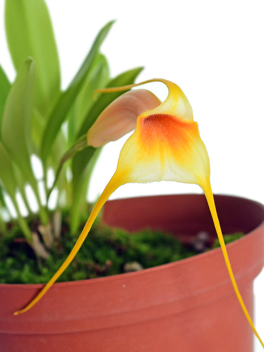 Masdevallia rex