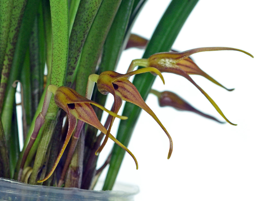 Masdevallia rigens