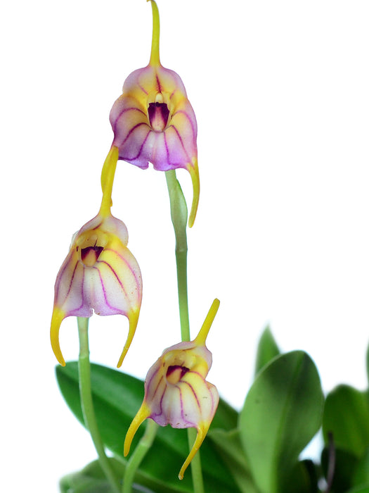 Masdevallia rimarima f. pink