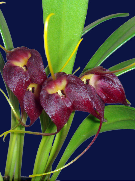 Masdevallia rolfeana