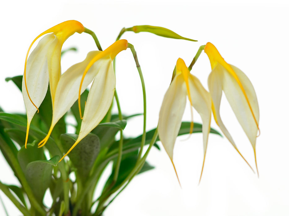 Masdevallia rosea alba