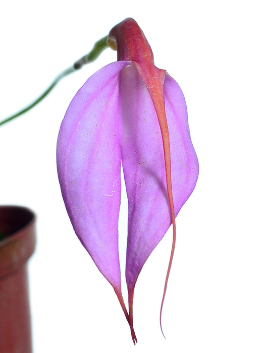 Masdevallia rosea pallida