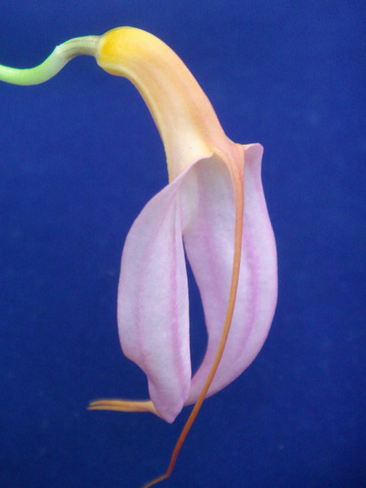 Masdevallia rosea semialba