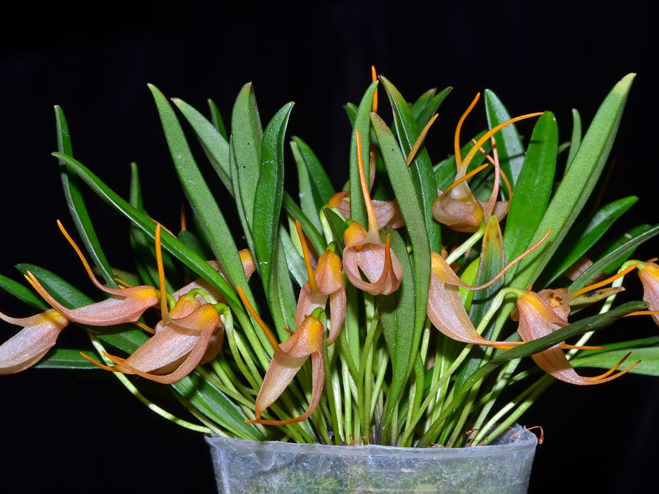 Masdevallia roseola xanthina