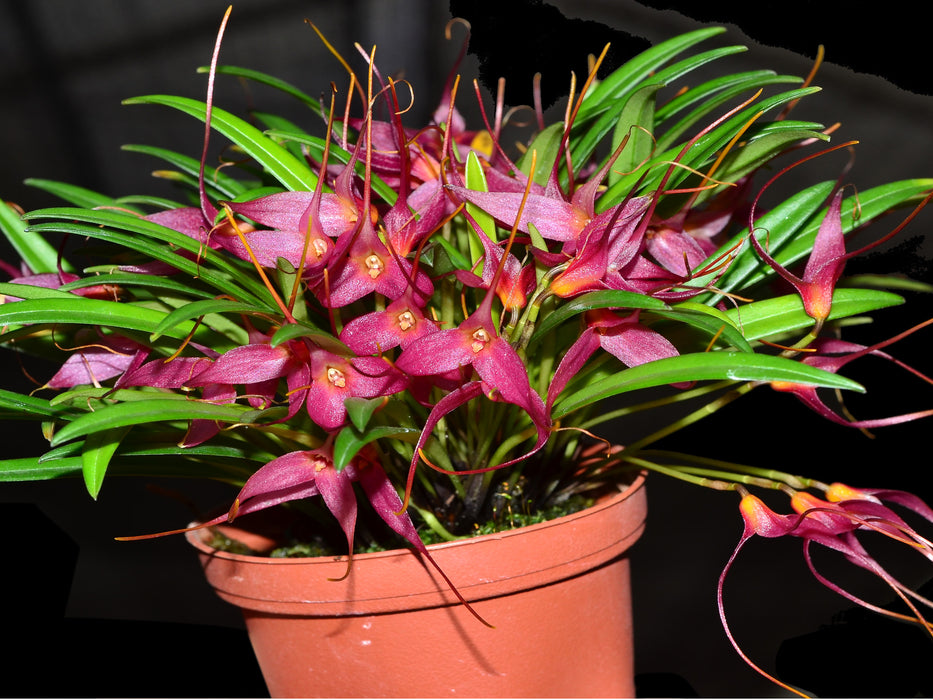 Masdevallia roseola