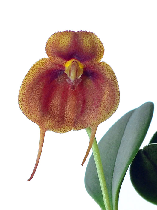 Masdevallia rubiginosa