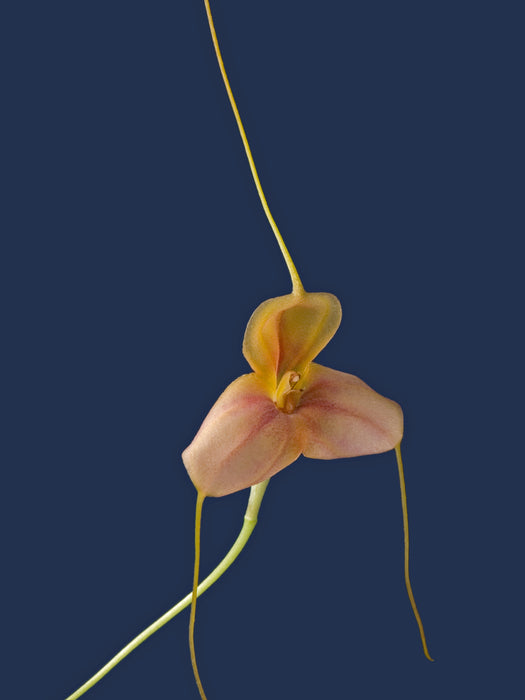 Masdevallia rufescens