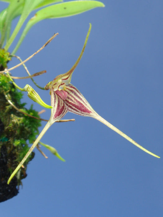 Masdevallia sanchezii