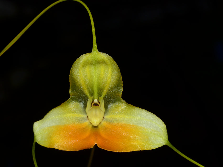 Masdevallia sanctae-inesae