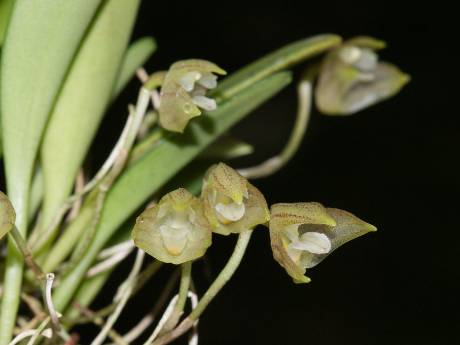 Masdevallia sanctae-rosae