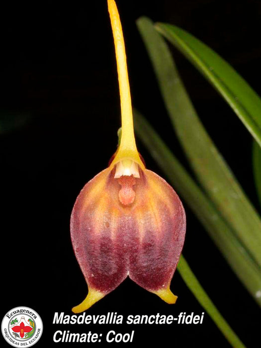 Masdevallia sanctae-fidei