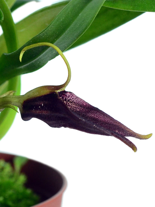 Masdevallia sanguinea