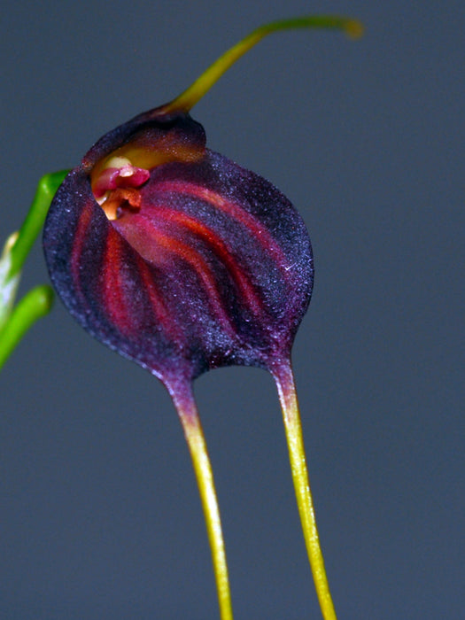 Masdevallia scitula