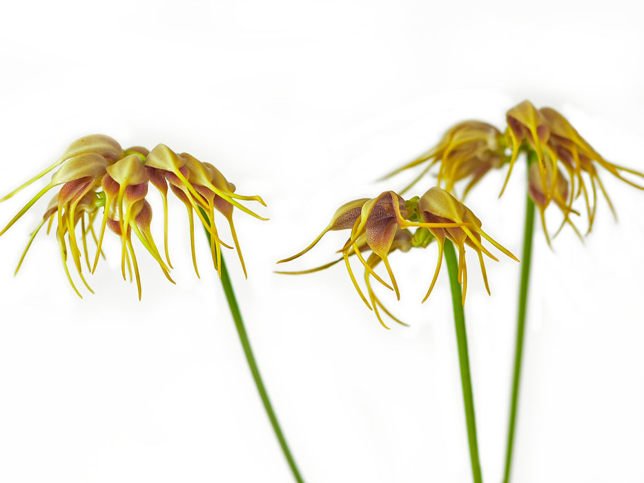 Masdevallia sertula