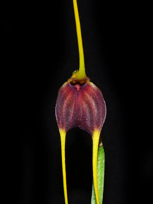 Masdevallia posadae