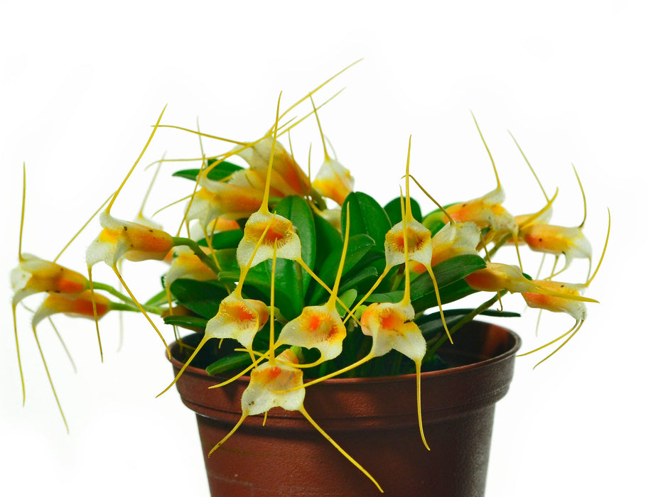 Masdevallia sotoana