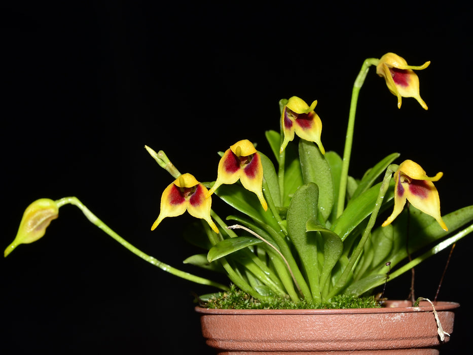 Masdevallia sprucei